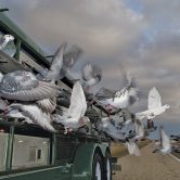 detail_1107_pigeons_start