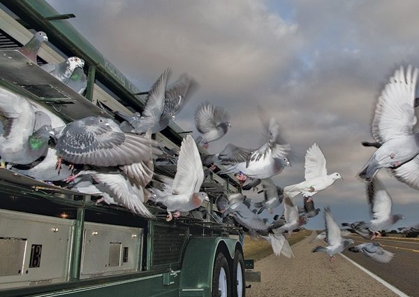 detail_1107_pigeons_start