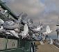 detail_1107_pigeons_start